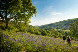 View of bluebell field and hills of the Rhymney valleys in the sunshine.