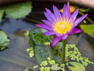 A vibrant purple lotus flower blooming in a serene pond, surrounded by green leaves and calm water.