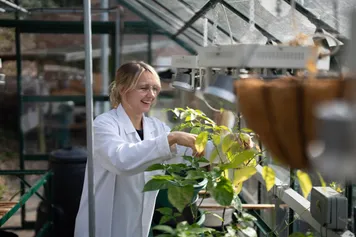 A person in a lab coat inspecting plants in a greenhouse.