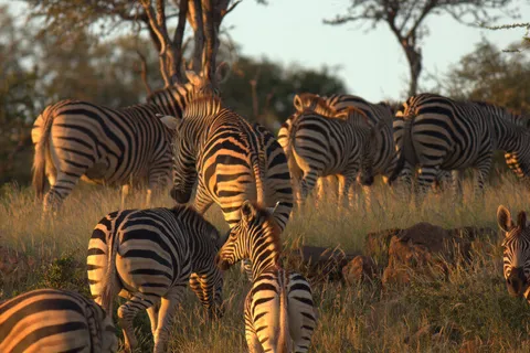 A field full of Zebras in Botswana on a Natural History field trip