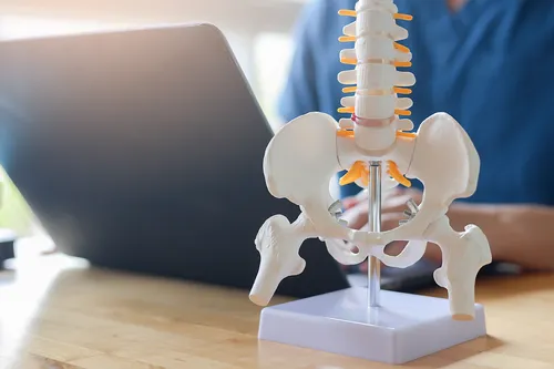 Model of lower spine which is sat on a chiropracter's desk