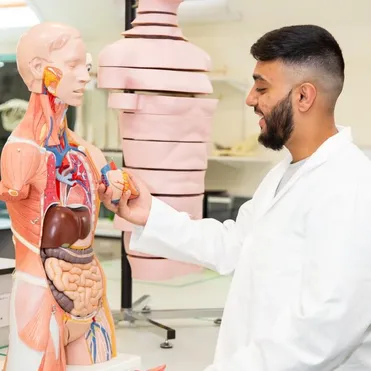 A student wearing a white laboratory coat examines a human anatomy model, holding the heart that fits into the abdomen while stood in a USW workshop at Glyntaff Campus