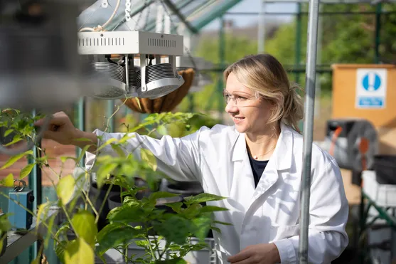 A postgraduate student examines a plant at a green-house style laboratory at the Sustainable Environment Research Centre (SERC) in Glyntaff