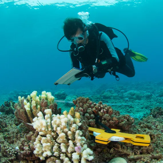 A scuba diver makes notes under water while studying a coral reef which is surrounded by a measuring tape