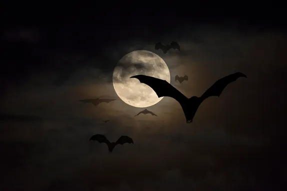 Spooky bats at night.jpg