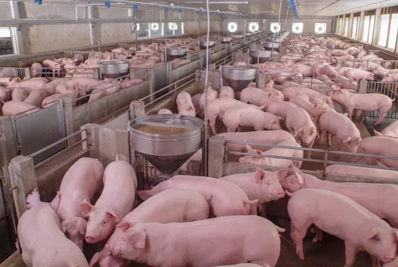 https://uswfoxtail.blob.core.windows.net/foxtail-prod-uploads/original_images/Pigs_feeding.jpg