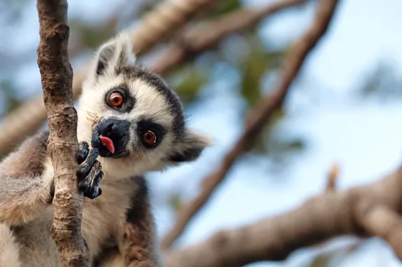 https://uswfoxtail.blob.core.windows.net/foxtail-prod-uploads/original_images/Lemurs.jpg