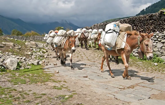 Mulod yn Nepal