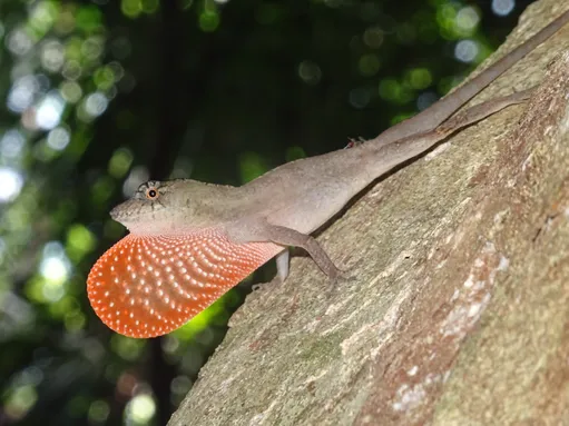 A. bicaorum lizard