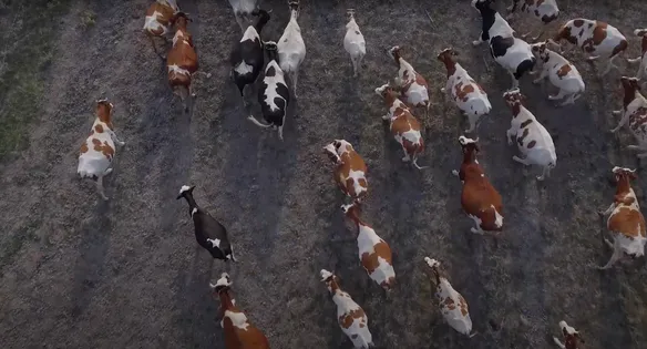 A birds-eye view of a herd of cows running.