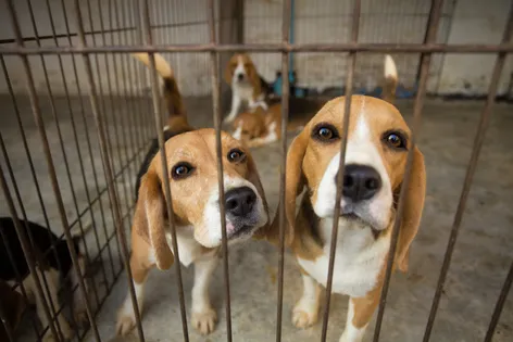 Illegal puppy trade