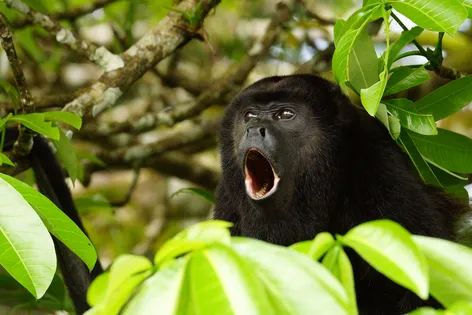 Howler Monkey