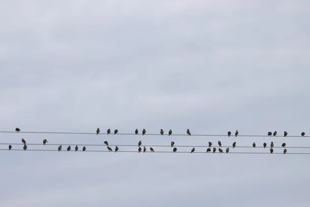 Birds sitting on a power line.