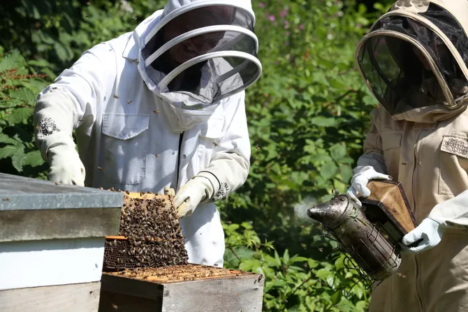 An image of two beekeepers inspecting a beehive.