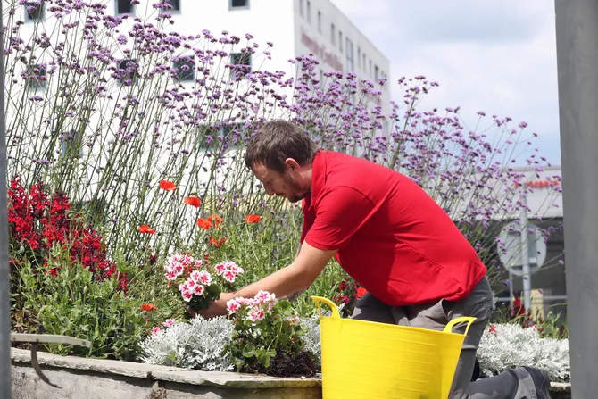 A member of staff planting flowers on campus
