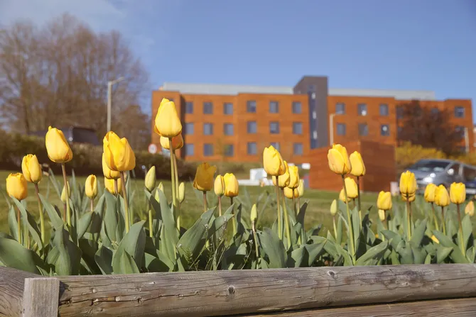 A shot of flowers on the Treforest, Pontypridd Campus in Spring.