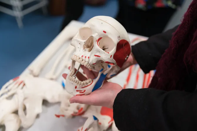 student holding skull which is partly painted red and blue in certain areas