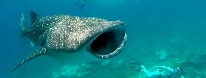 shark swimming with mouth open, woman swimming alongside