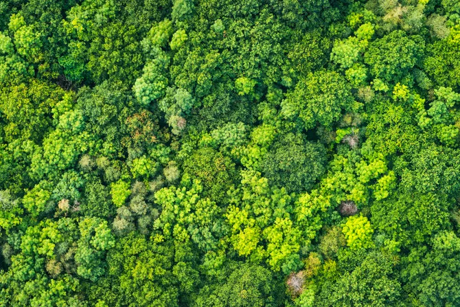Aerial view down onto green forest.
