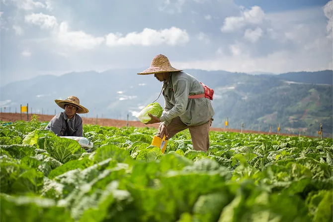 Two farmers outside in Malaysia farming their crops