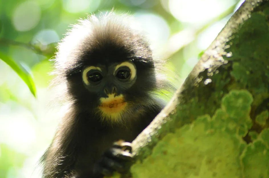 The discovery of the Popa langur, a medium-sized leaf-eating monkey found in central Myanmar, was recently announced by scientists.
