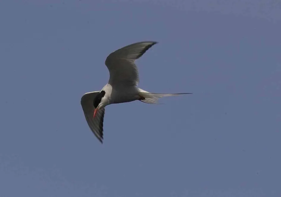 Arctic Tern in flight. Conversation piece