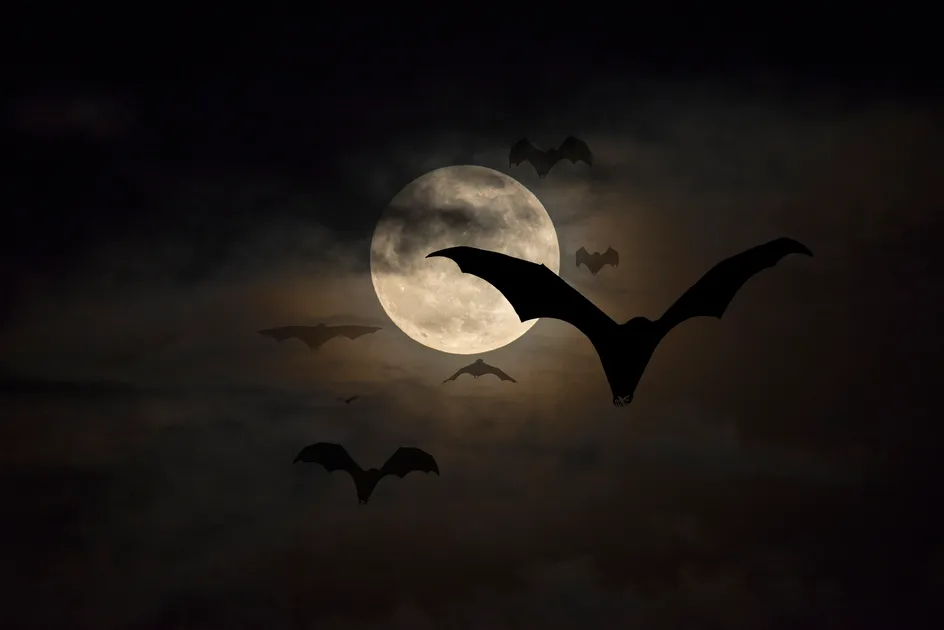 Spooky bats at night.jpg