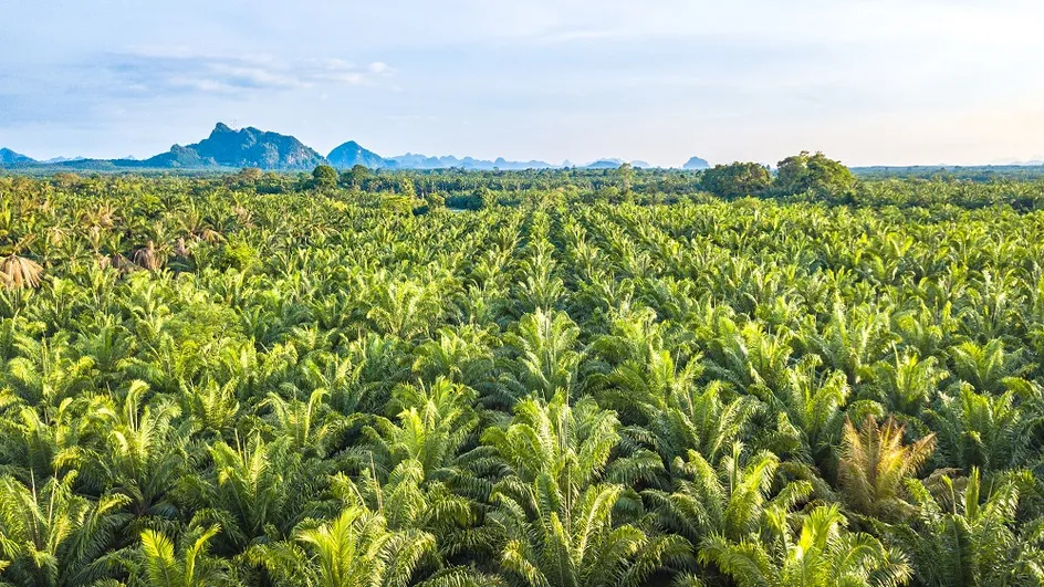 https://uswfoxtail.blob.core.windows.net/foxtail-prod-uploads/original_images/Palm_tree_plantation_.jpg