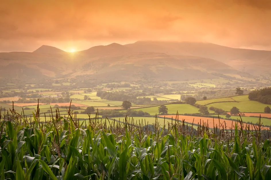 https://uswfoxtail.blob.core.windows.net/foxtail-prod-uploads/original_images/cornfields.jpg