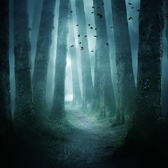Tree trunks in a dark forest with birds flying above