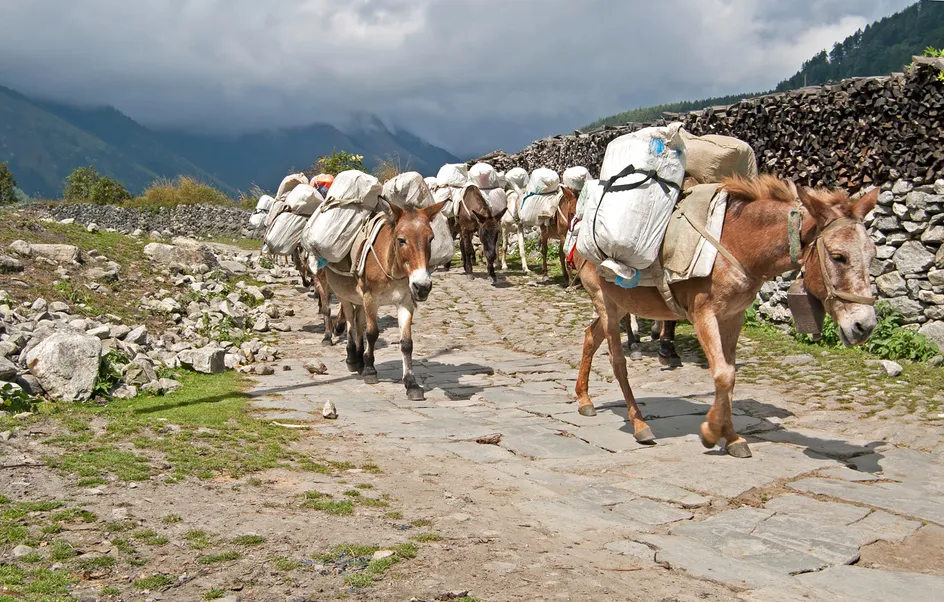 Mulod yn Nepal