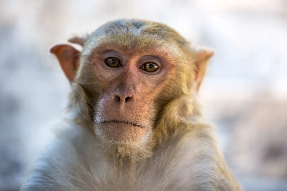 Mwnci Macaque