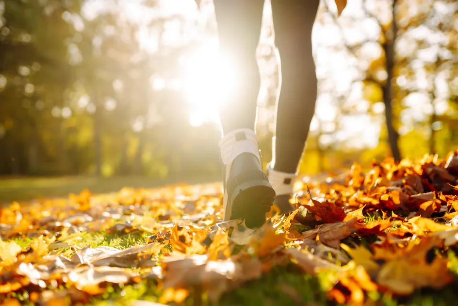 A close-up of a person walking through a park covered with autumn leaves, with the warm sunlight streaming through the trees in the background