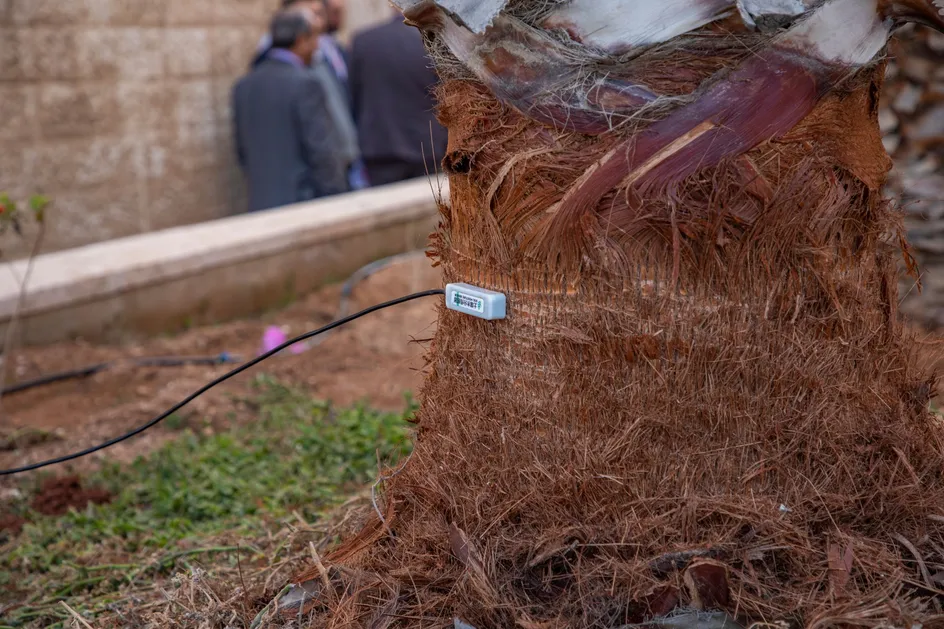 A monitor to check water levels on the side of a tree