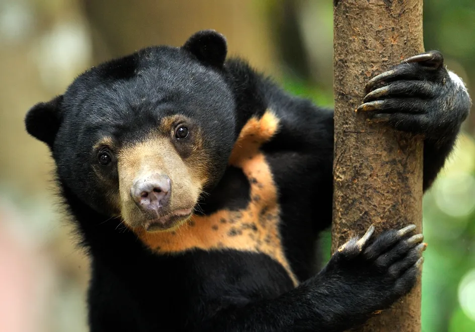 Sunbear