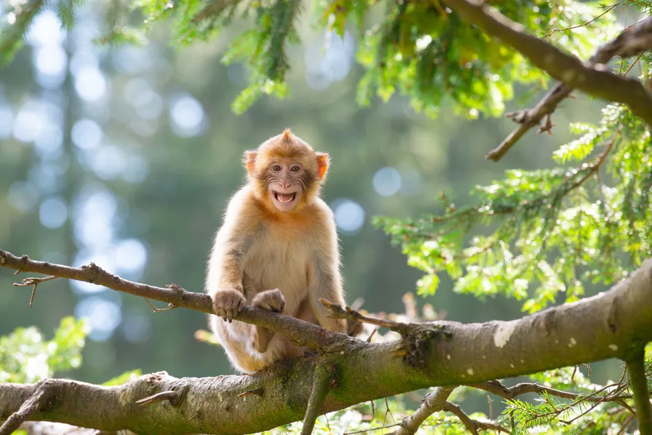 A barbary macaque