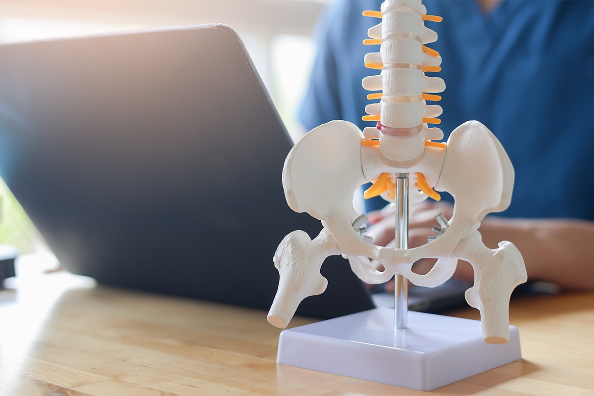 Model of lower spine which is sat on a chiropracter's desk