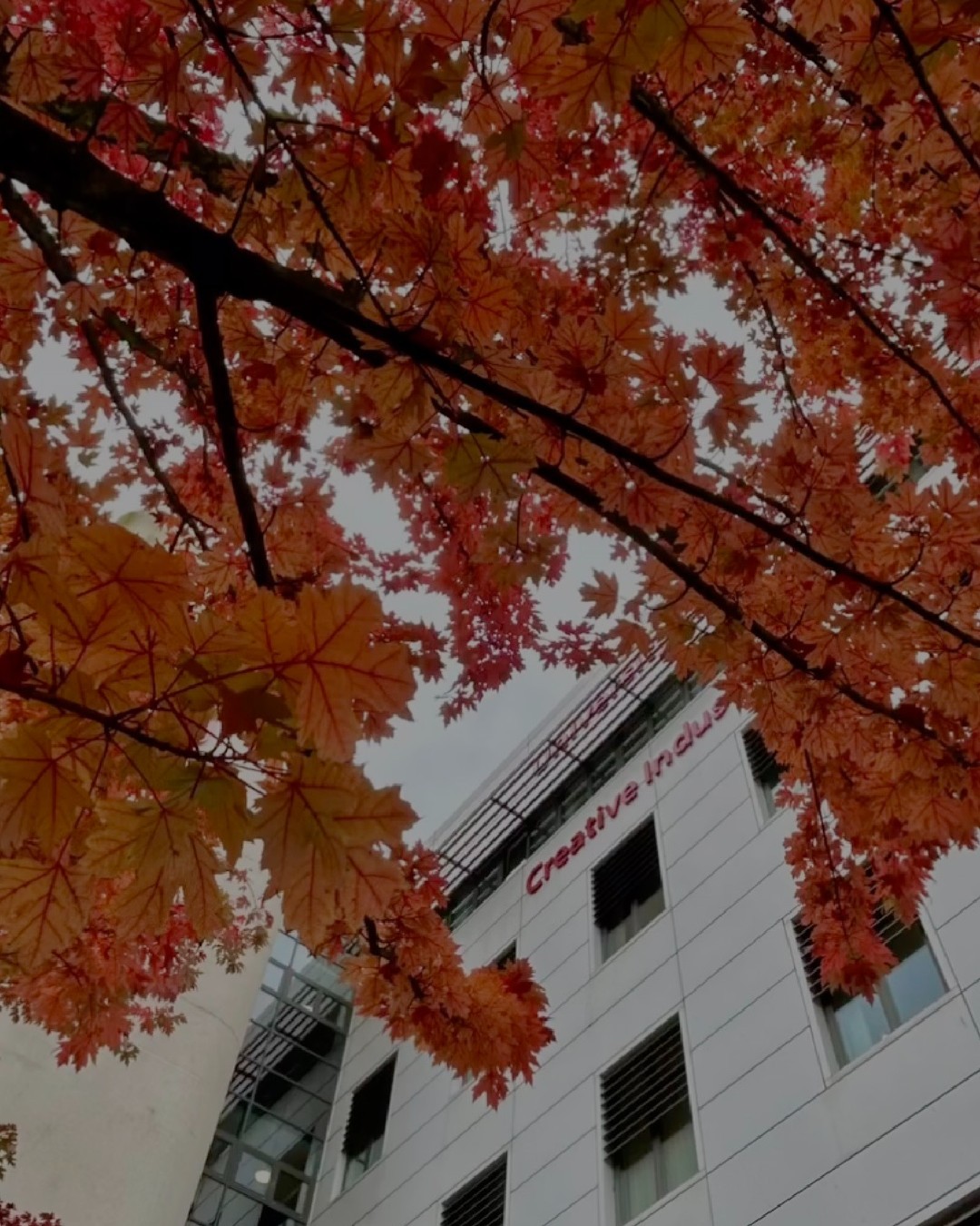 Autumn leaves outside of Cardiff campus