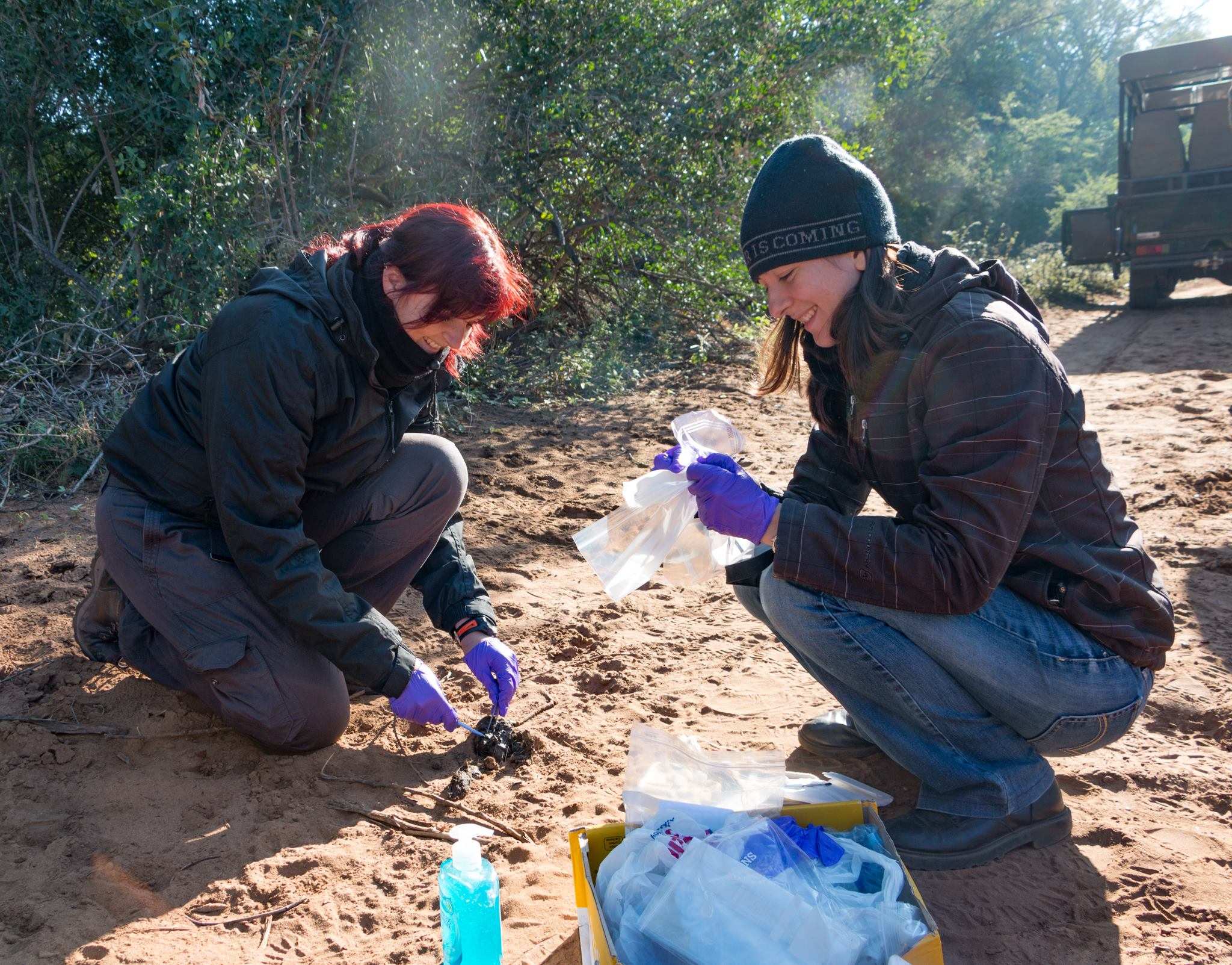 clare wilkie collecting lion samples