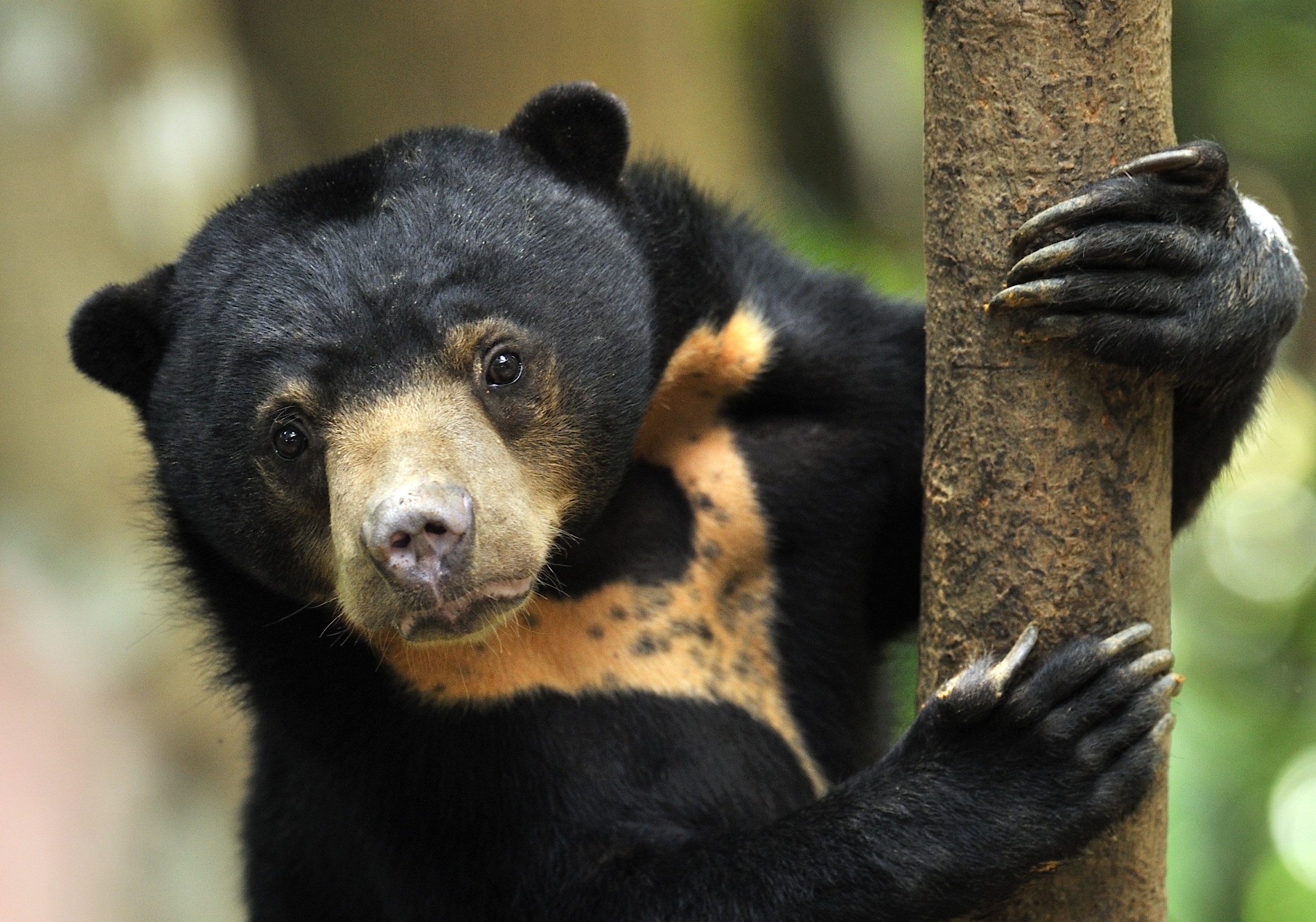 A sunbear